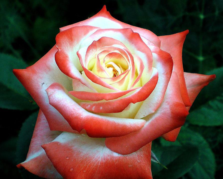 Роза чайно-гибридная Императрица Фарах (Imperatrice Farah) купить выгодно ✵  Сады-Эдема.рф – интернет магазин растений для сада